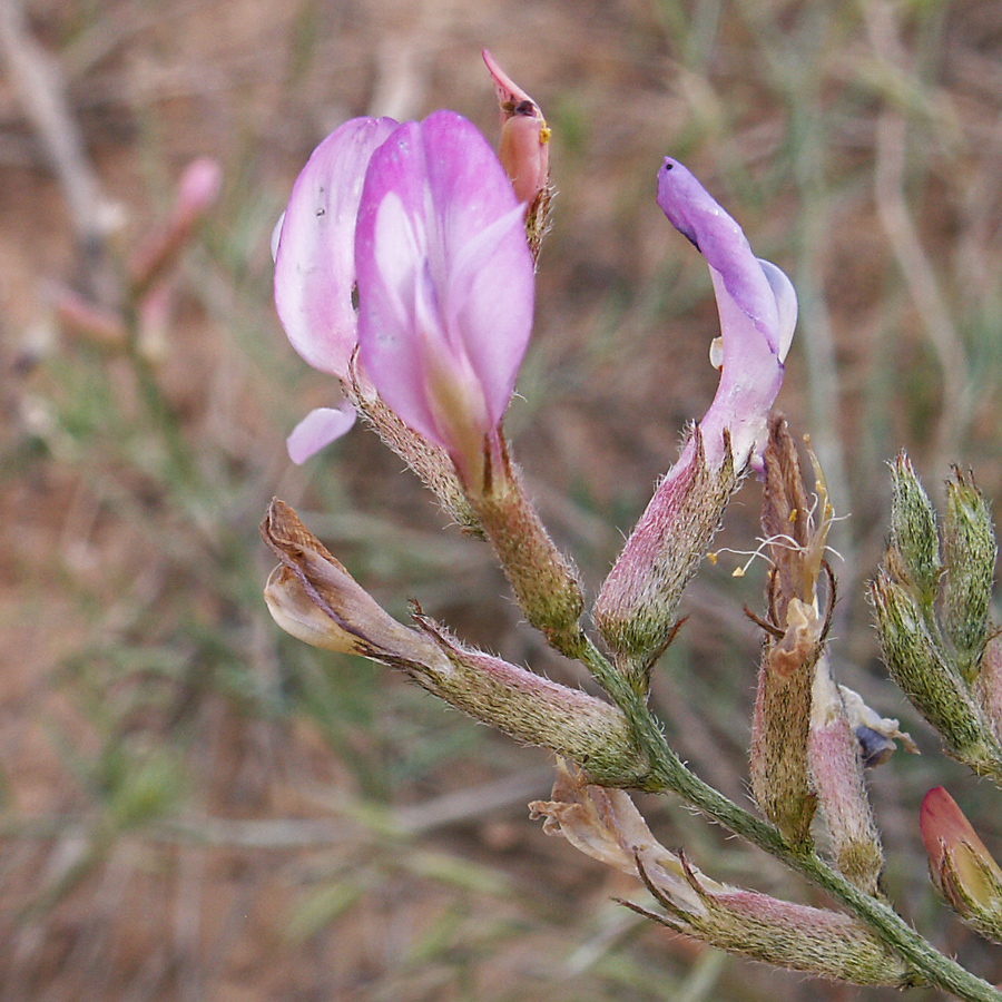 Image of Astragalus brachylobus specimen.