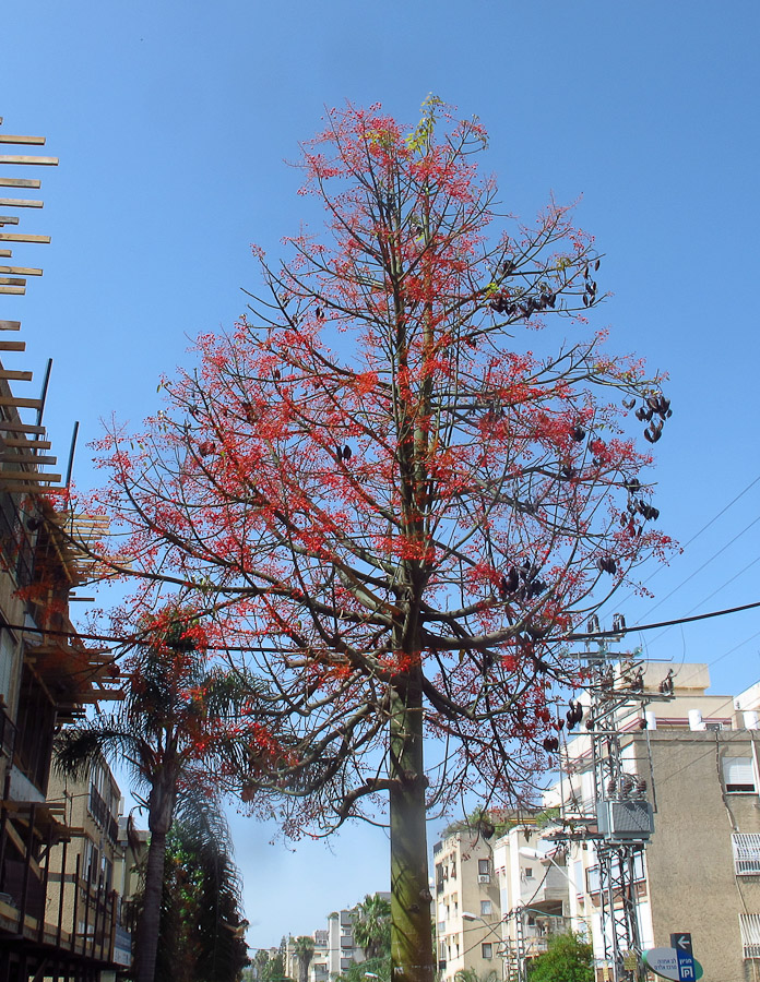 Изображение особи Brachychiton acerifolius.