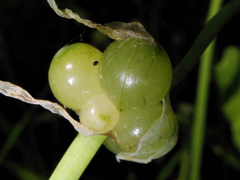 Изображение особи Allium paradoxum.