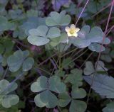 Oxalis stricta. Верхушка цветущего растения с цветком и бутоном. Курская обл., Железногорский р-н, ур. Кармановская дача. 24 июля 2007 г.