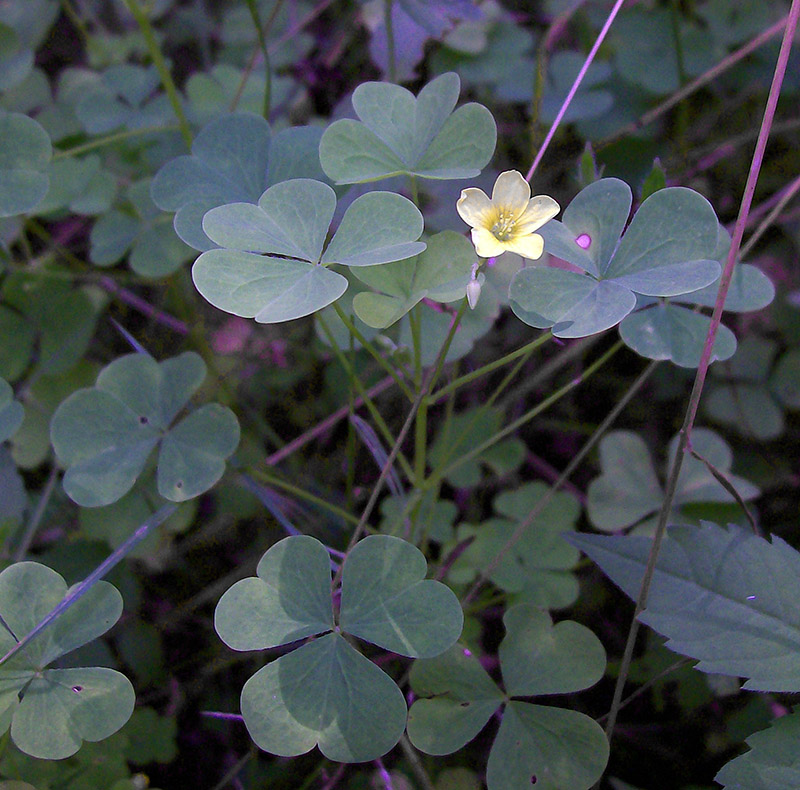 Изображение особи Oxalis stricta.