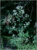 Conium maculatum. Цветущее растение. Чувашия, окр. г. Шумерля, Кумашкинский заказник, Соколова поляна. 20 июня 2012 г.