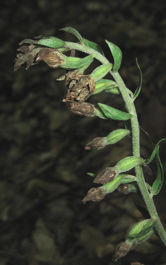 Image of Epipactis krymmontana specimen.