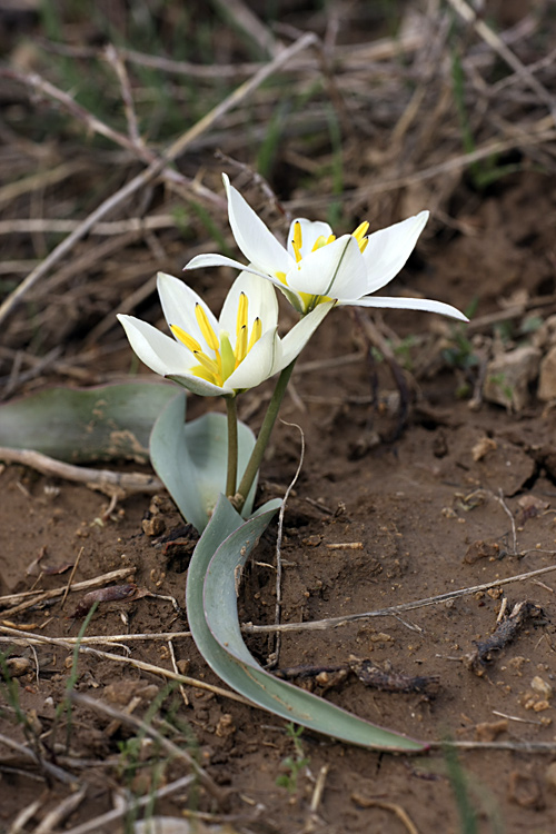 Image of Tulipa bifloriformis specimen.