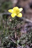 Anemone gortschakowii. Цветущее растение. Южный Казахстан, горы Каракус. 03.04.2012.