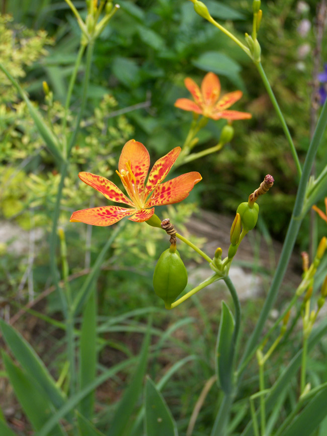 Изображение особи Belamcanda chinensis.