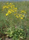 Senecio jacobaea