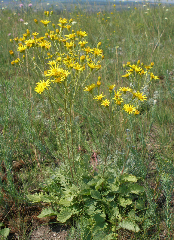 Изображение особи Senecio jacobaea.