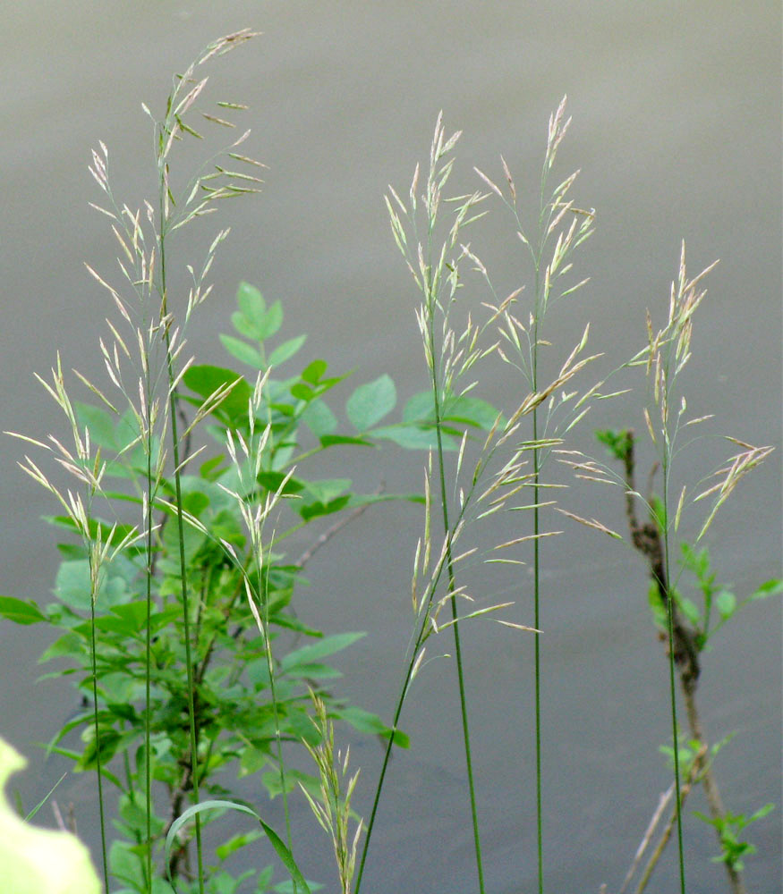 Image of Bromopsis inermis specimen.