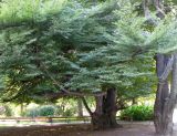 Fagus sylvatica var. laciniata