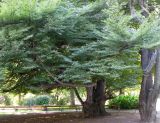 Fagus sylvatica variety laciniata. Нижняя часть старого дерева. Австрия, Вена, парк Ратхаус. 10.09.2012.