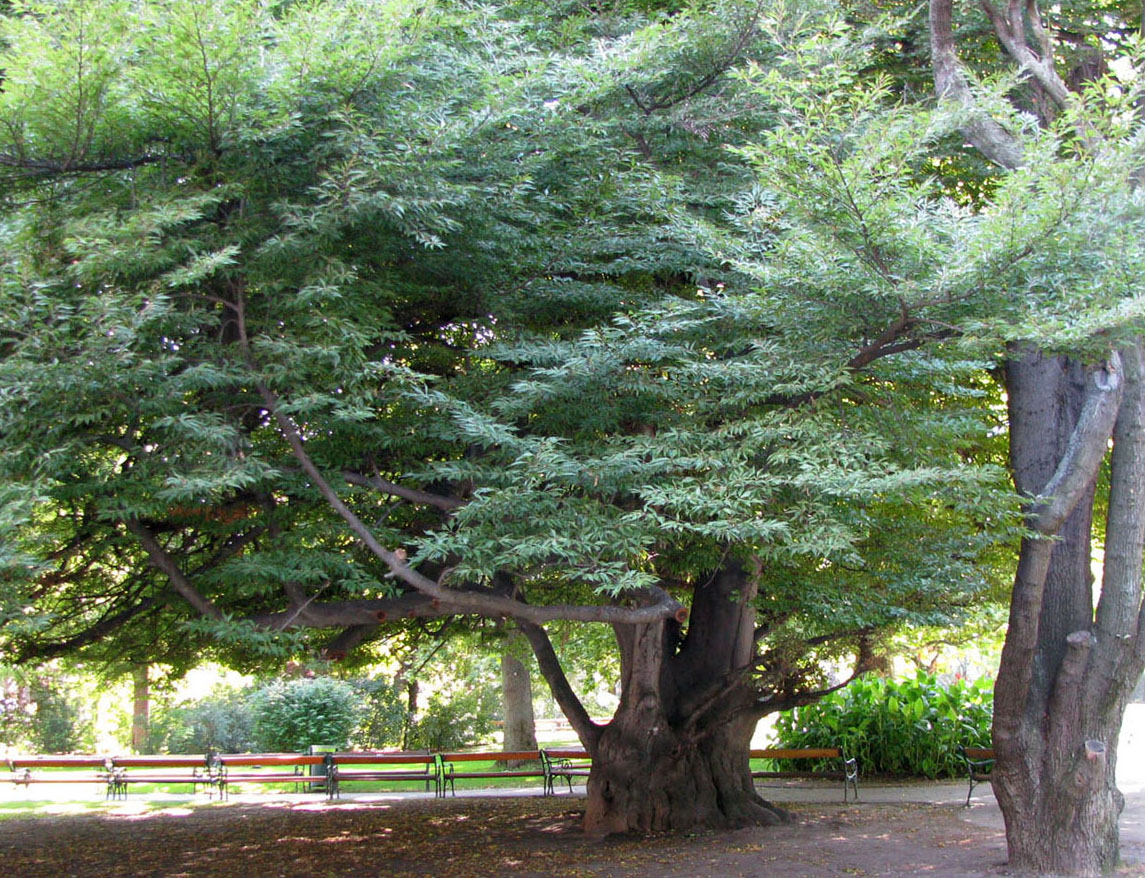 Image of Fagus sylvatica var. laciniata specimen.