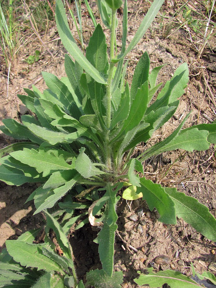 Image of Gaillardia × grandiflora specimen.