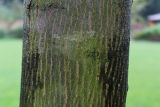 Acer × zoeschense. Часть ствола молодого дерева ('Annae'). Нидерланды, г. Venlo, \"Floriada 2012\". 11.09.2012.