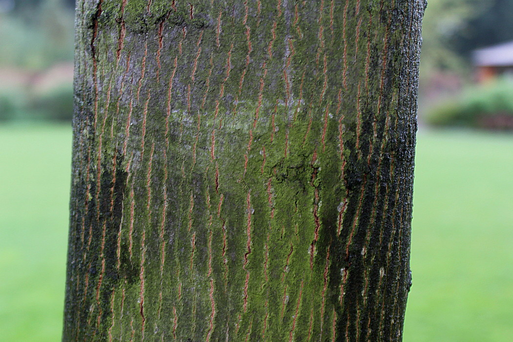 Image of Acer × zoeschense specimen.