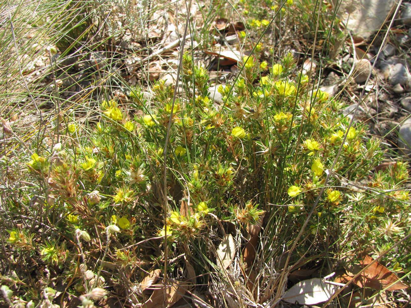 Image of Ononis minutissima specimen.