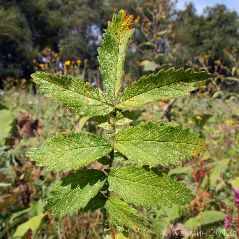 Изображение особи Agrimonia asiatica.