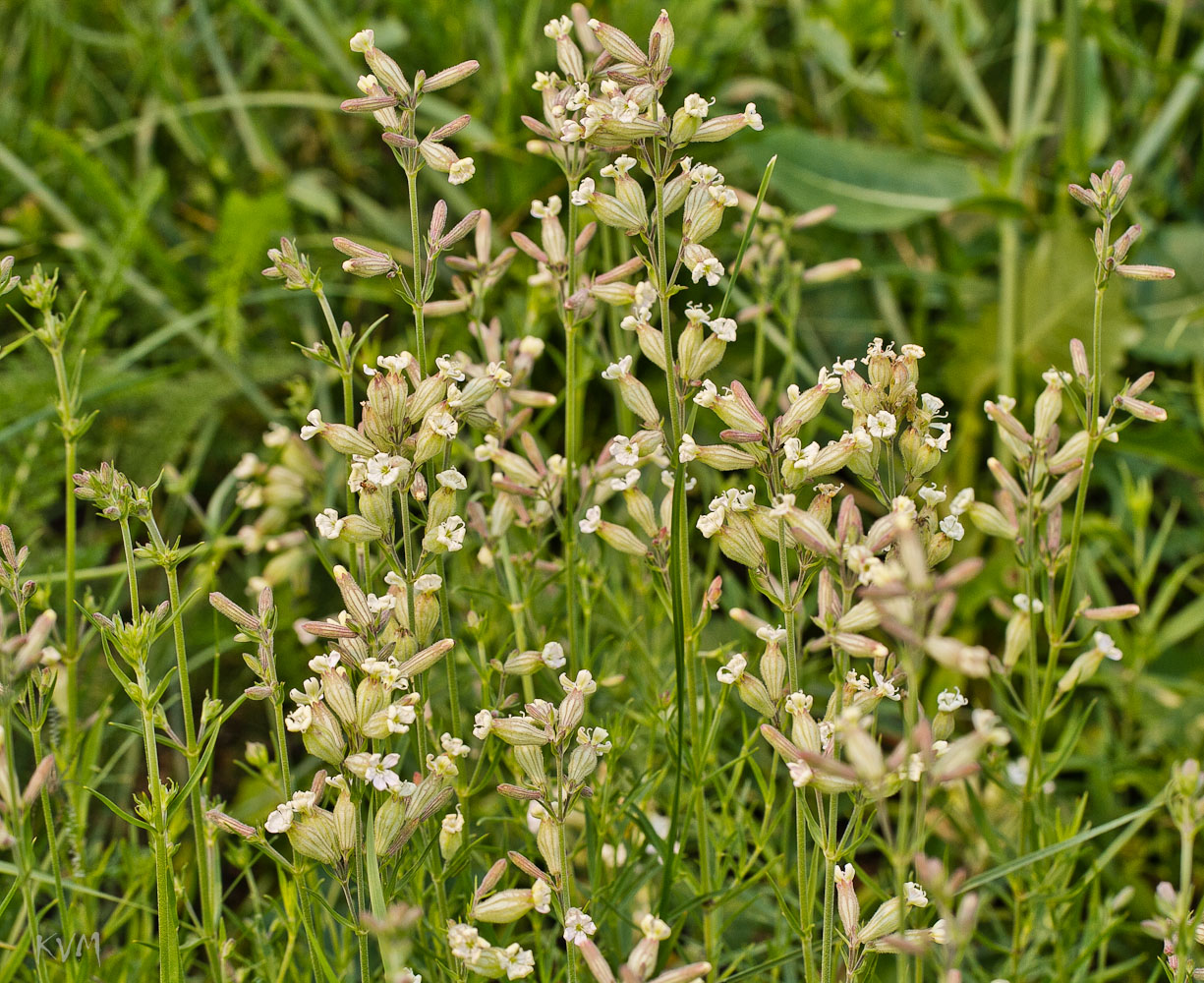 Image of Silene amoena specimen.