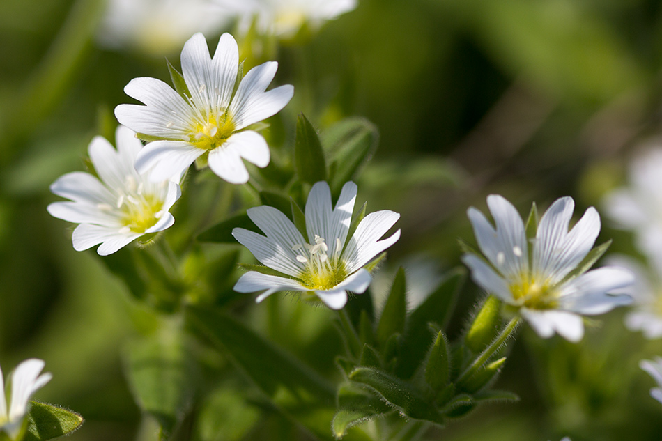 Image of Cerastium nemorale specimen.