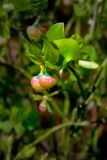 Vaccinium myrtillus
