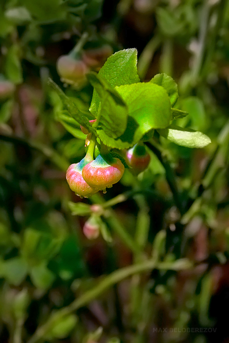 Image of Vaccinium myrtillus specimen.