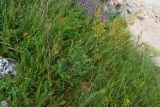 Thalictrum minus