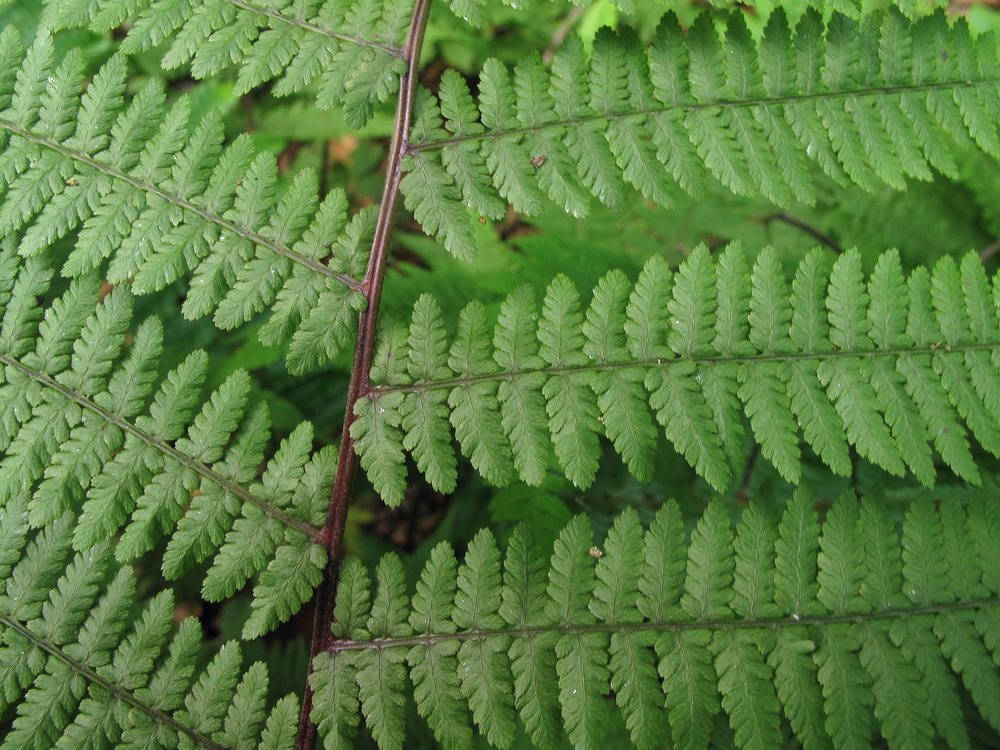 Image of Athyrium sinense specimen.