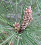 Pinus halepensis. Верхушка побега с микростробилами. Израиль, Северный Негев, лес Лаав. 19.02.2013.