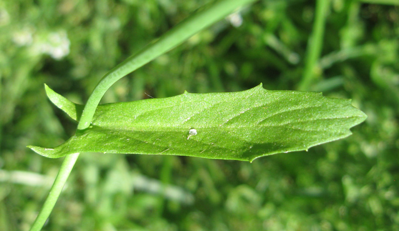 Изображение особи Calepina irregularis.