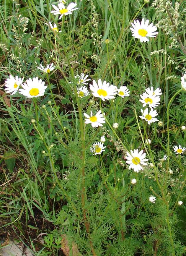 Image of Tripleurospermum inodorum specimen.
