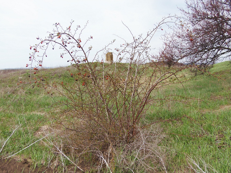 Image of Rosa canina specimen.