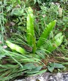 Phyllitis scolopendrium