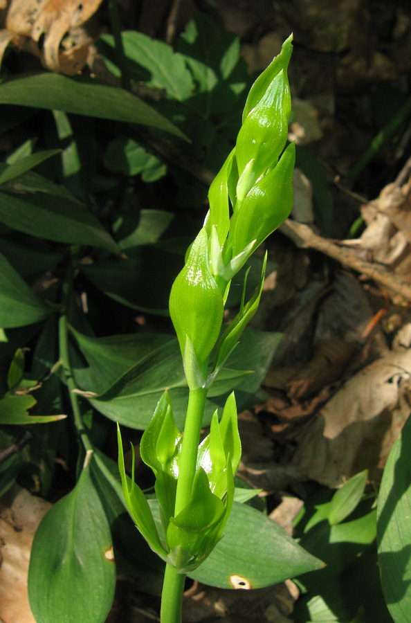 Image of Ruscus hypoglossum specimen.