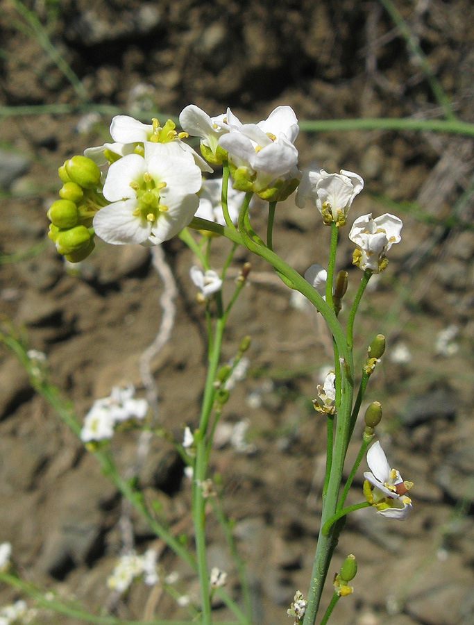 Image of Crambe koktebelica specimen.