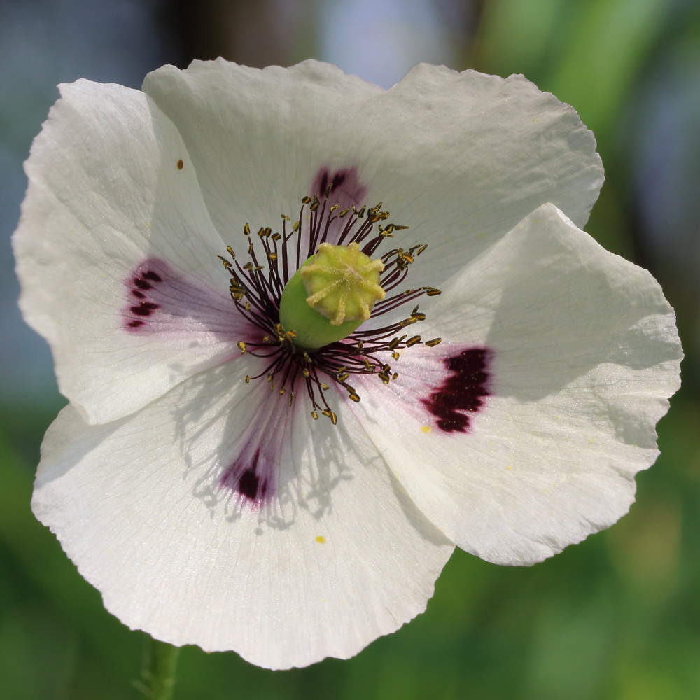 Изображение особи Papaver albiflorum.