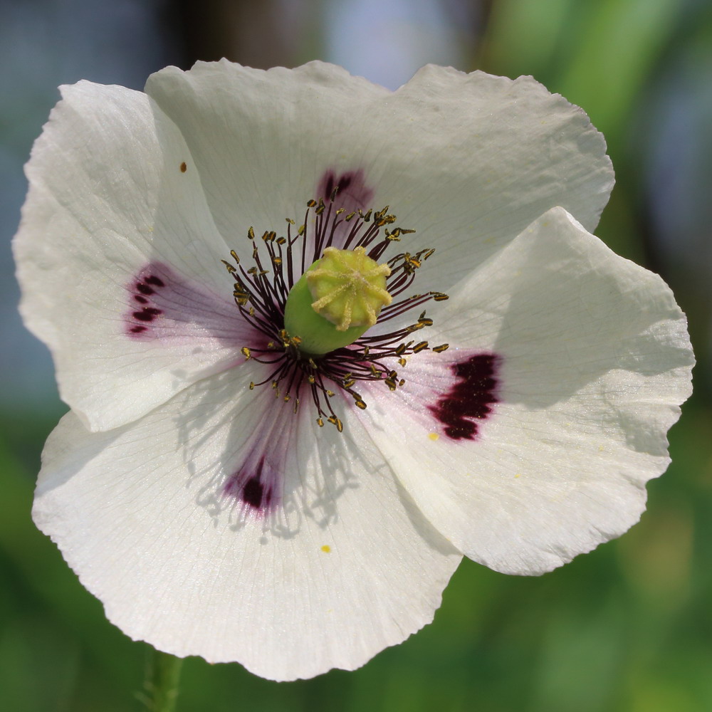 Image of Papaver albiflorum specimen.