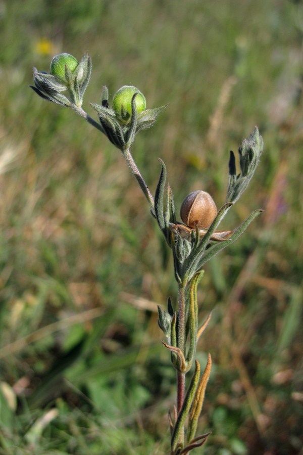 Image of Helianthemum lasiocarpum specimen.