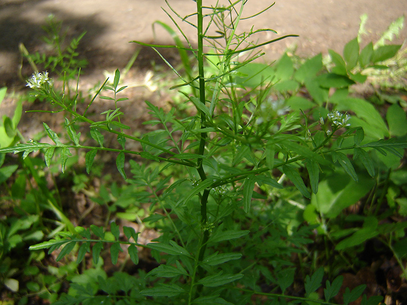 Image of Cardamine impatiens specimen.