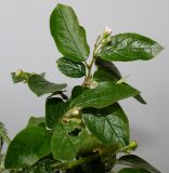 genus Cotoneaster. Побеги с соцветиями. Германия, г. Кемпен, шумозащитный вал. 09.05.2013.