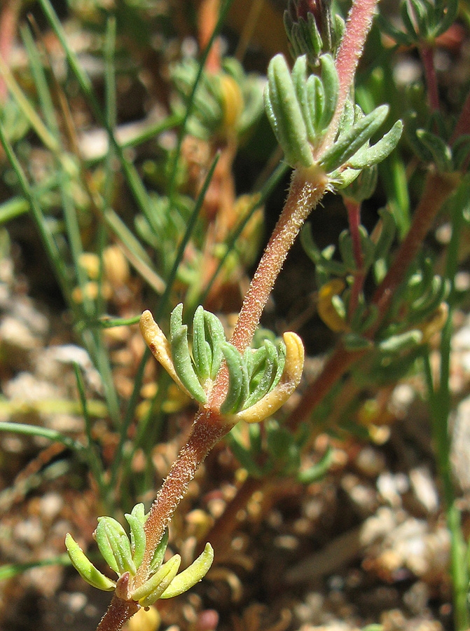 Image of Frankenia hirsuta specimen.