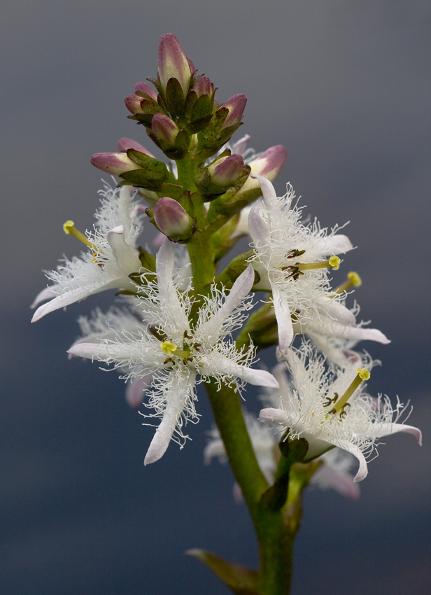 Image of Menyanthes trifoliata specimen.