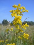 Galium verum. Верхушка растения с соцветиями. Новосибирская обл., Искитимский р-н, окр. пгт Линёво, сухой луг. 15 июля 2013 г.