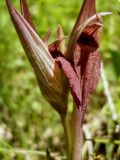 Serapias orientalis ssp. feldwegiana