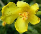 Verbascum pinnatifidum. Цветок. Крым, Керченский п-ов, окр. пос. Курортное, песчаная перемычка между оз. Чокрак и Азовским морем. Июнь 2010 г.