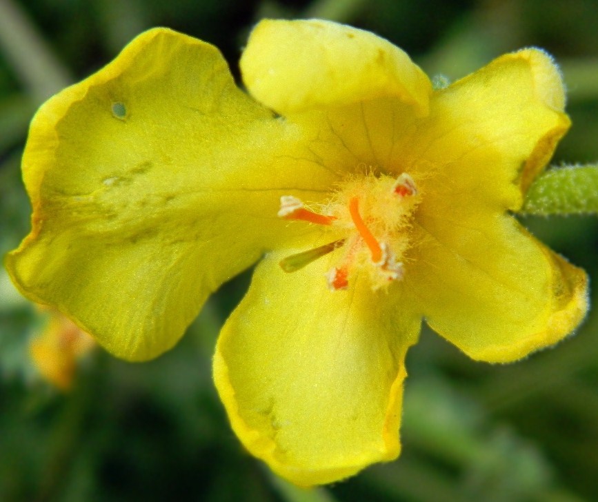 Image of Verbascum pinnatifidum specimen.