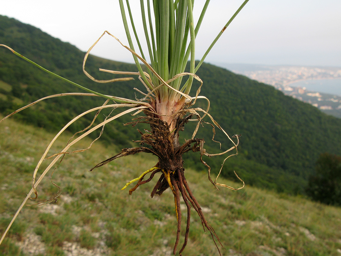 Изображение особи род Asphodeline.