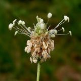 Plantago lanceolata. Соцветие. Ростовская обл., дельта Дона, окр. г. Ростов-на-Дону, на обочине дороги. 02.08.2012.