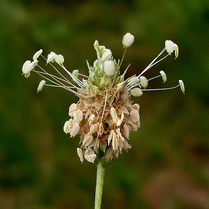 Изображение особи Plantago lanceolata.