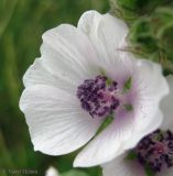 Althaea officinalis