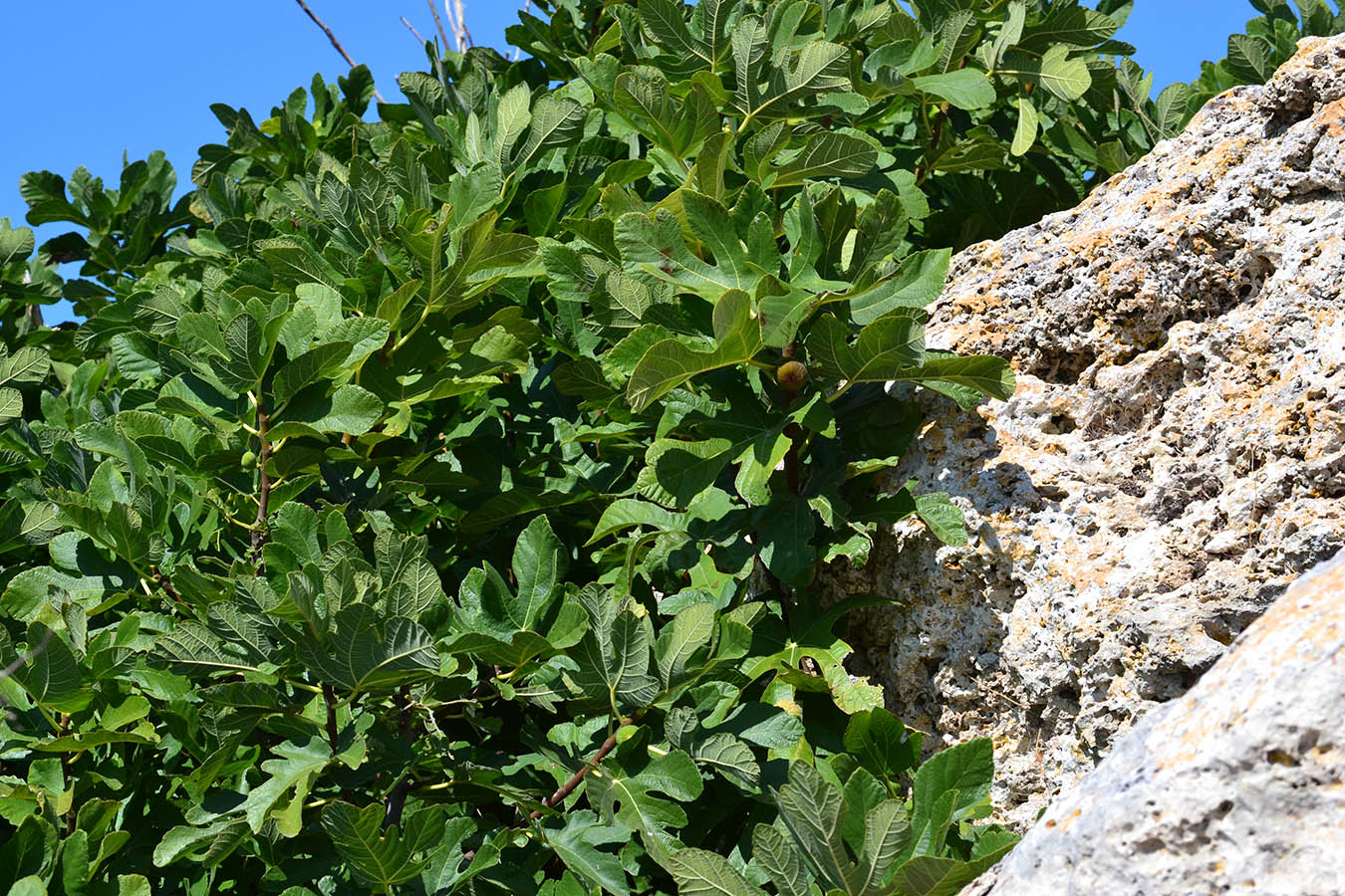 Image of Ficus carica specimen.
